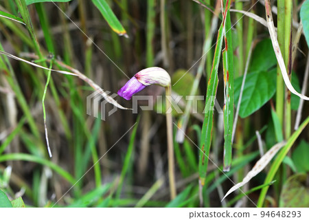 Pampas grass parasitic Pampas grass parasitic 94648293