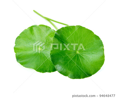Leaf of Gotu kola, Asiatic pennywort, Indian pennywort on white background 94648477