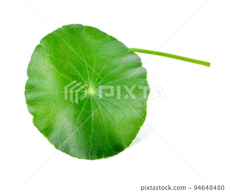 Leaf of Gotu kola, Asiatic pennywort, Indian pennywort on white background 94648480