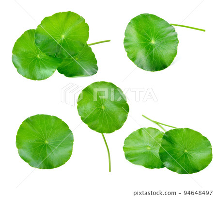 gotu kola, asiatic pennywort, centella asiatica, ayurveda herbal 94648497
