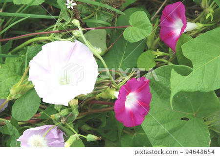 Light pink morning glory (morning glory) blooming in autumn 94648654