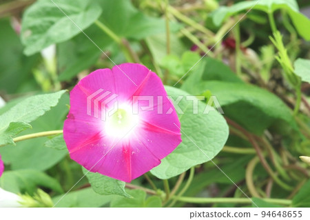 Purple morning glory (morning glory) blooming in autumn 94648655