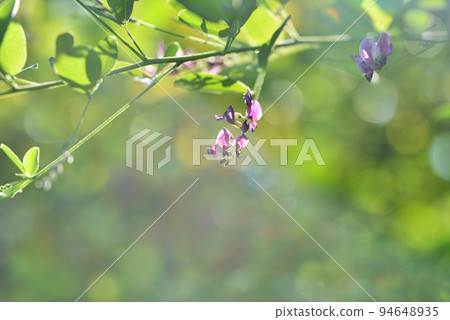 秋天七草本Hagi花 秋天七草本Hagi花 94648935