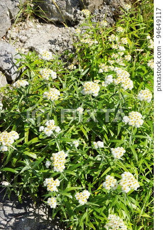 Scenery from the Tateyama Kurobe Alpine Route Scenery from the Tateyama Kurobe Alpine Route 94649117