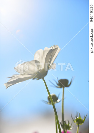 藍天和白波斯菊 94649136