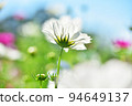 Bright blue sky and cosmos field 94649137