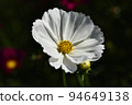 chic white cosmos 94649138