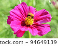Pink Cosmos and Honeybee 94649139