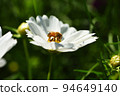 White cosmos and honey bees 94649140