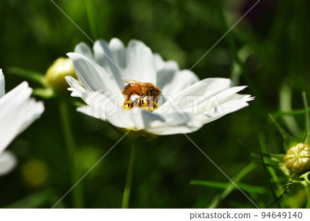 白色波斯菊和蜜蜂 白色波斯菊和蜜蜂 94649140