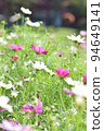 Flower garden pink and white cosmos 94649141