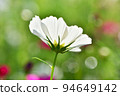 White cosmos 94649142