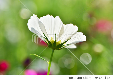 White cosmos 94649142