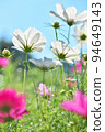 Flower garden white and pink cosmos 94649143