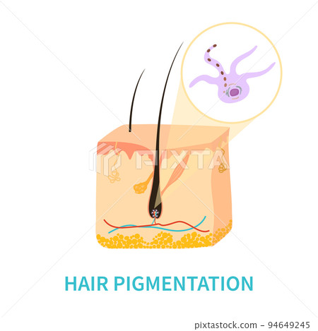 Hair colour pigmentation and melanin production diagram 94649245