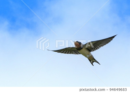 燕子優雅地迎著藍天飛翔 94649683