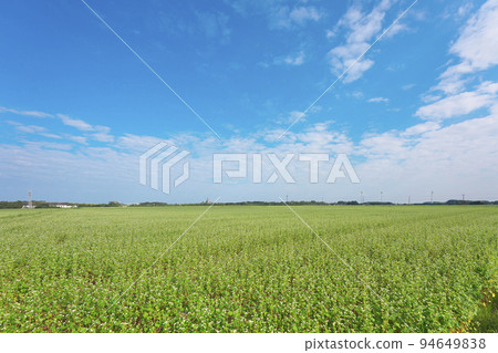 Soda field 94649838