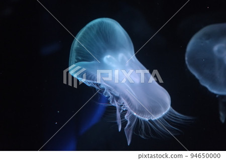 水族館 水族館 94650000
