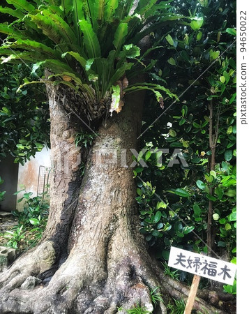 沖繩夫婦福木 沖繩夫婦福木 94650022