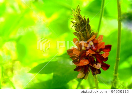 kudzu flower blooms 94650115