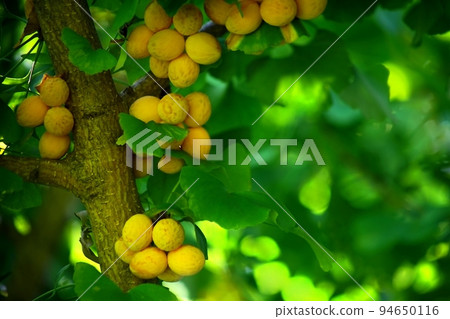 Many ginkgo nuts ripen Many ginkgo nuts ripen 94650116