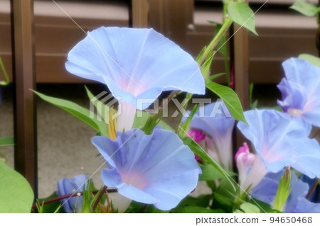 Summer flowers: morning glory: morning glory: garden flower bed 94650468