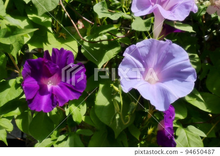 夏花：牽牛花：牽牛花：花園花壇 94650487