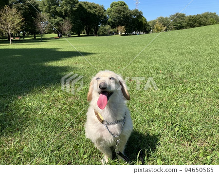 Dappu sitting on the grass under the blue sky (miniature dachshund x toy poodle) Dappu sitting on the grass under the blue sky (miniature dachshund x toy poodle) 94650585