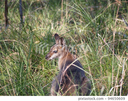 Australian wild wallaby Australian wild wallaby 94650609