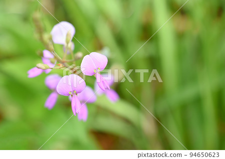 Alecid nisubitohagi Alecid nisubitohagi 94650623