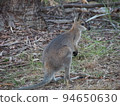 Australian wild wallaby 94650630