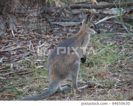 澳大利亞野生小袋鼠 94650630
