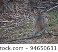 Australian wild wallaby 94650631