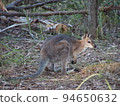 Australian wild wallaby 94650632