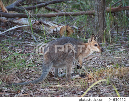 澳大利亞野生小袋鼠 94650632