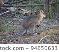 Australian wild wallaby 94650633