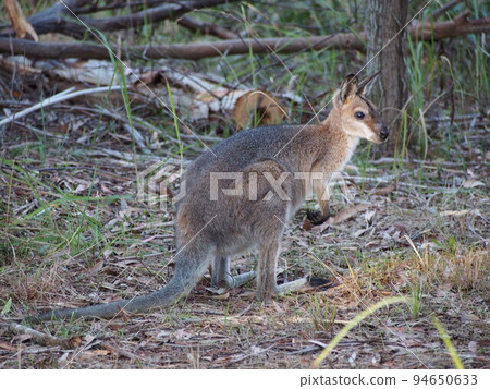 澳大利亞野生小袋鼠 94650633