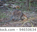Australian wild wallaby 94650634