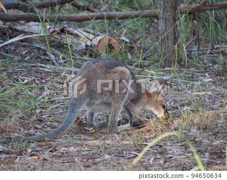 Australian wild wallaby 94650634