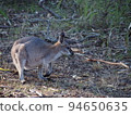 Australian wild wallaby 94650635