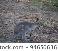 Australian wild wallaby 94650636