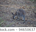 Australian wild wallaby 94650637