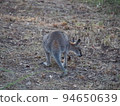 Australian wild wallaby 94650639