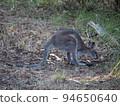 Australian wild wallaby 94650640