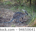 Australian wild wallaby 94650641
