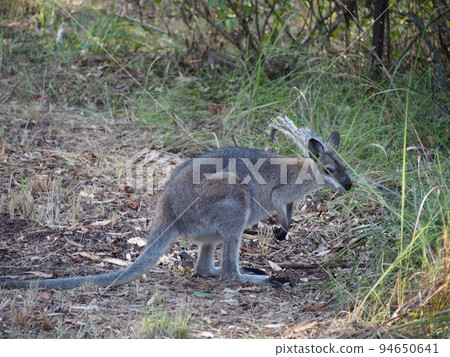 澳大利亞野生小袋鼠 94650641