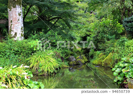 Strolling around Oda Nobunaga's mansion in summer 35 (Gifu City, Gifu Park) Strolling around Oda Nobunaga's mansion in summer 35 (Gifu City, Gifu Park) 94650739