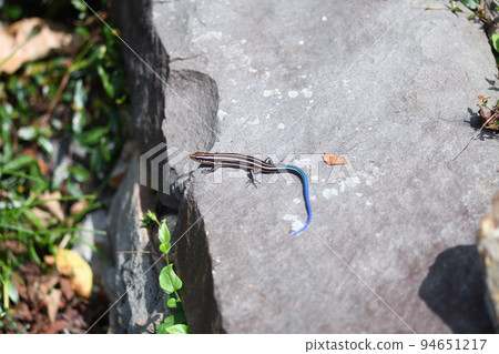 Japanese lizard in autumn (Japanese lizard) 94651217