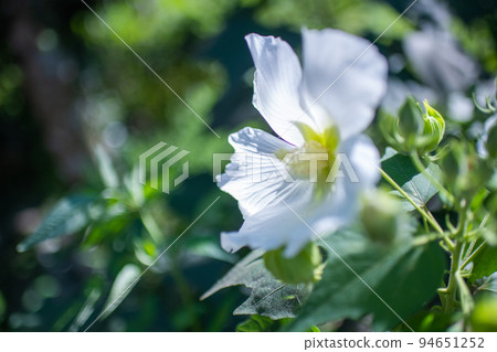 醉扶悠隨風 醉扶悠隨風 94651252