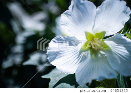 Drunken Fuyou Suifyou 94651255